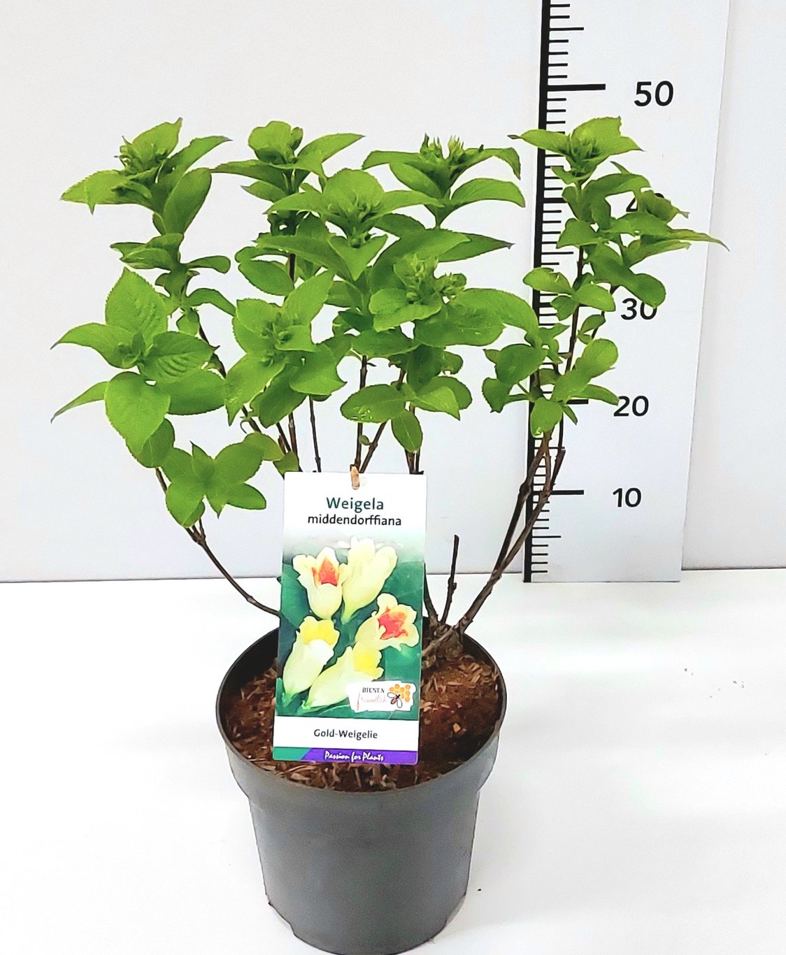 Weigela middendorffiana - C5 50-60 CM